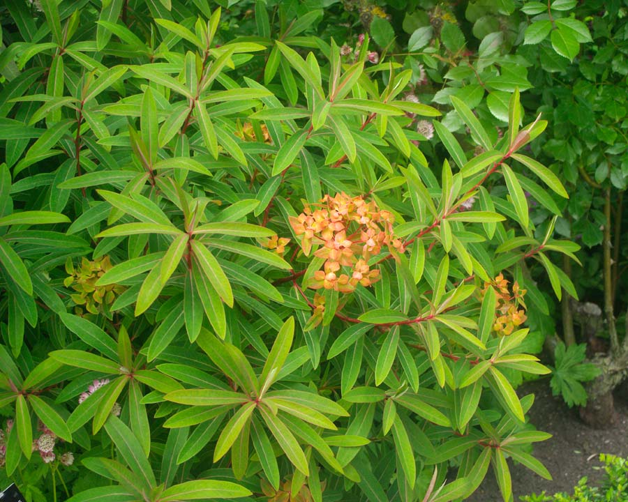 Euphorbia characias 'Red Wing'