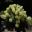 Euphorbia characias Tasmanian Tiger - Hobart Botanic Gardens