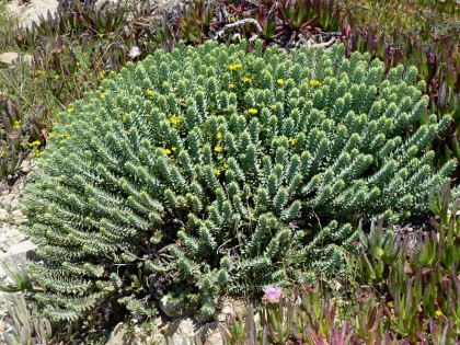 Euphorbia pithyusa - photo Ghislain118