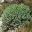 Euphorbia pithyusa - photo Ghislain118
