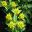 Euphorbia schillingii  - photos Meneerke bloem