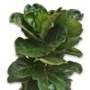 Ficus lyrata - Fiddle-leaf Fig