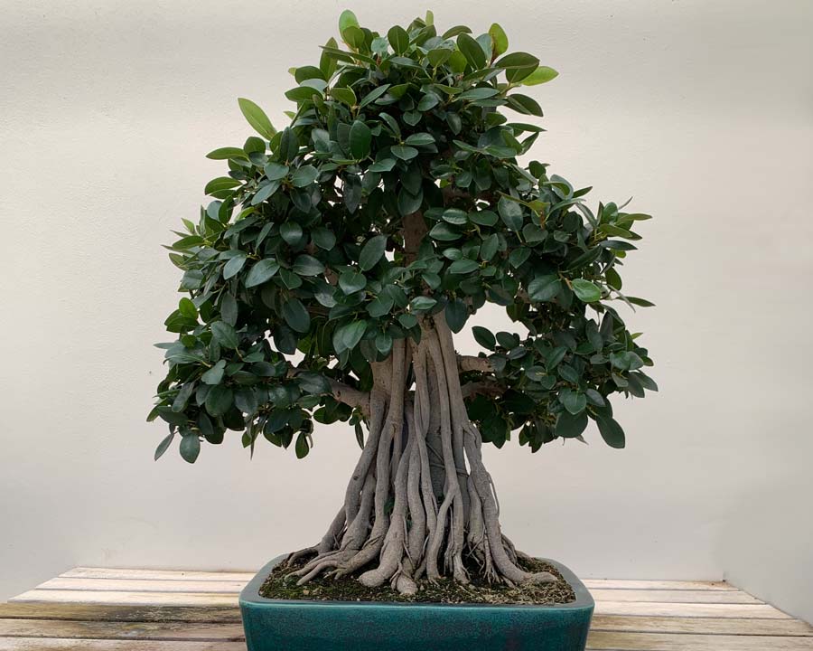 Ficus rubiginosa as Bonsai