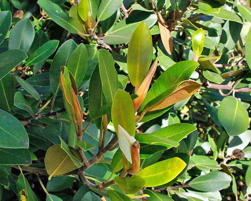 Ficus rubiginosa - has glossy deep green leaves with downy rust coloured undersides