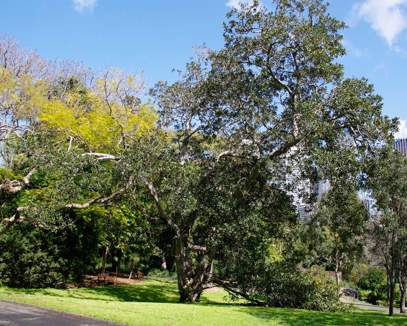 Ficus Rubiginosa - huge spreading tree - Sydney Botanic Gardens