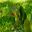 Ficus rubiginosa - Fruit form in leaf axil