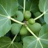 Ficus carica, the common fig