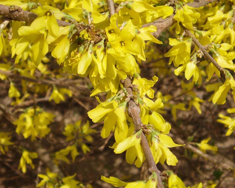 Forsythia viridissima - yellow flowers on bare branches - photo by Fanghong