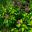 Fuchsia arborescens