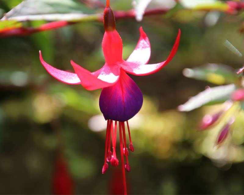 Fuchsia magellanica | GardensOnline