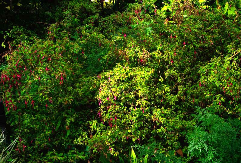 Fuchsia magellanica - Hardy fuchsia - upright and spreading shrub