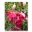 Fuchsia 'Garden News' a hardy variety