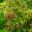 Hardy Fuchsia - Fuchsia magellanica