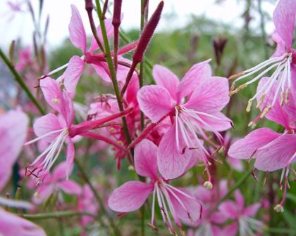 Gaura lindheimeri Siskiyou Pink, wonderfully delicate flowers.