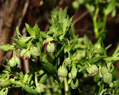 Helleborus foetidus commonly known as Stinking Hellebore, Bear's Foot or Dungwort-