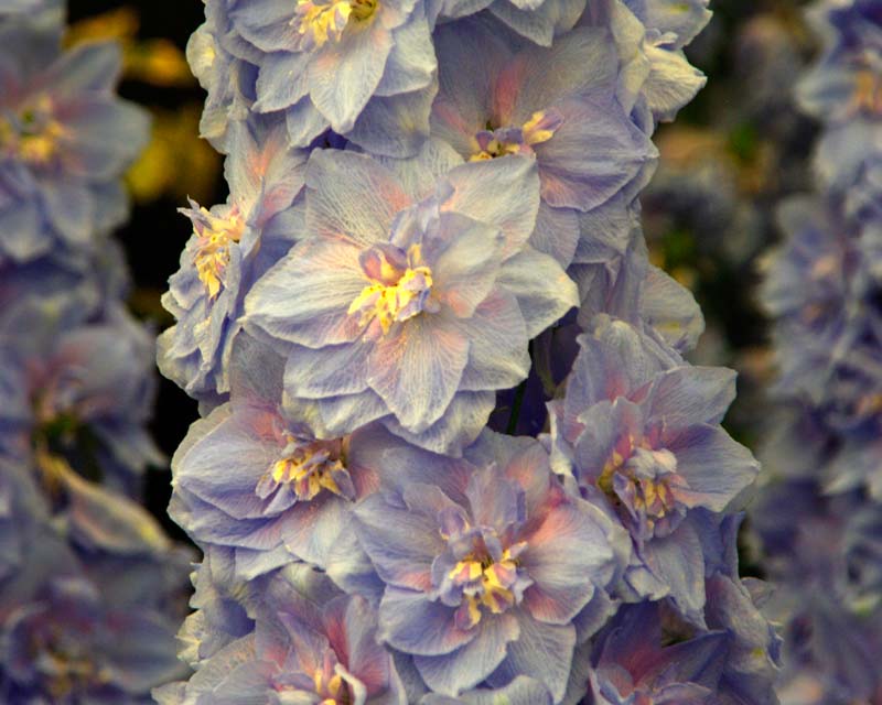 Delphinium Pacific hybrid Cupid pale pink and lavender flowers