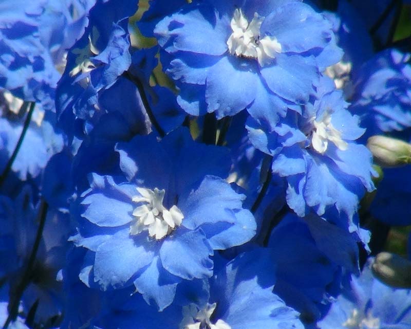 Delphinium Loch Nevis - powder blue double flowers with white centre