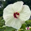 Hibiscus moscheutos 'Adonicus Pearl'