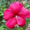 Hibiscus moscheutos 'Southern Belle' Red