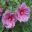Hibiscus hybrid Fantasia - photo Missouri Botanical garden