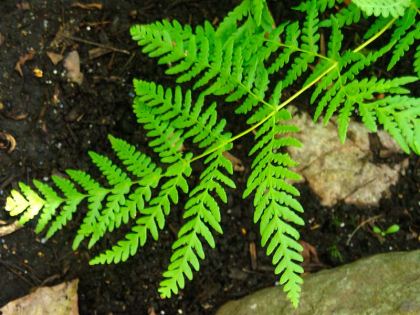 Frond of Histiopteris incisa - Bat's Wing Fern