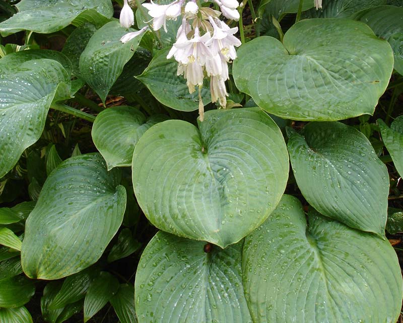 Hosta sieboldiana - heart shaped blue green leaves and panicles of white flowers