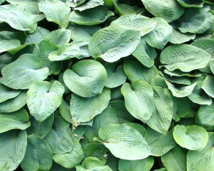 Hosta sieboldiana Elegans - board lance shaped blue-green leaves