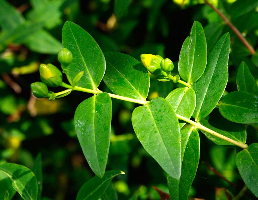 Hypericum 'Hidcote' pairs of broad lanceolate leaves