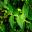 Hypericum 'Hidcote' pairs of broad lanceolate leaves