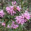 Grevillea sericea - Pink spider flower