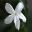Jasminum officinale - Common Jasmine - photo B.traeger