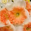 Narcissus 'Precocious' - Tazetta Daffodil