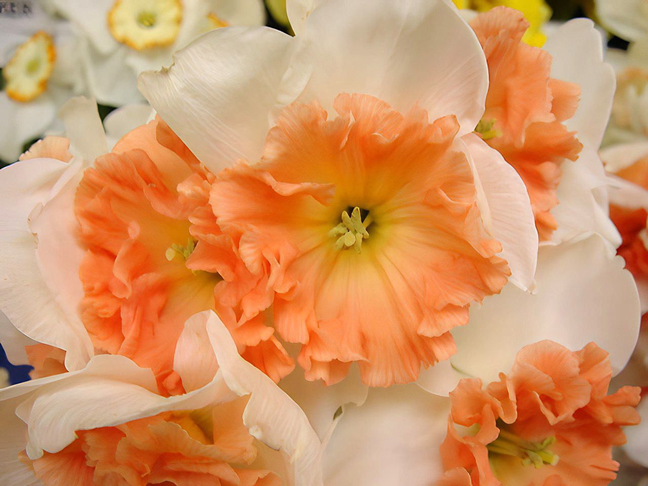 Narcissus 'Precocious' - Tazetta Daffodil