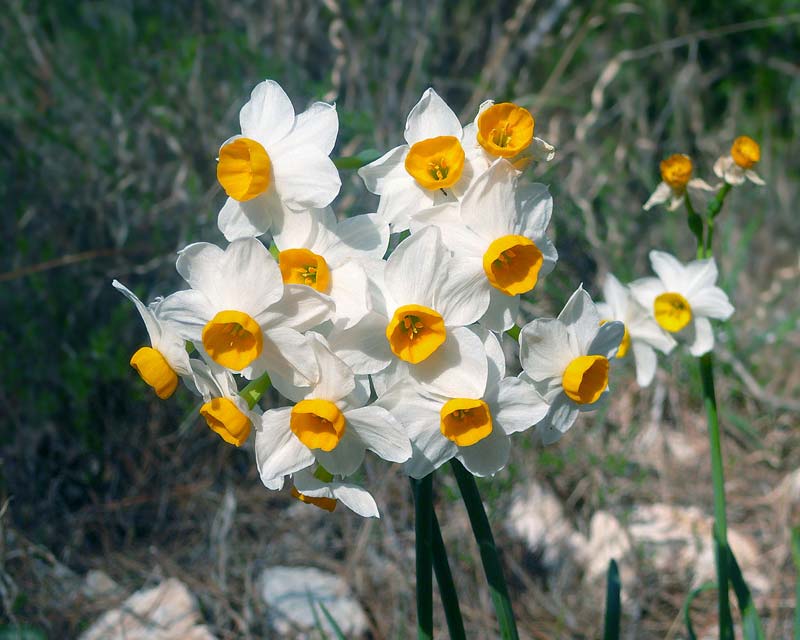 Narcissus tazetta - photo by Zachi Evenor