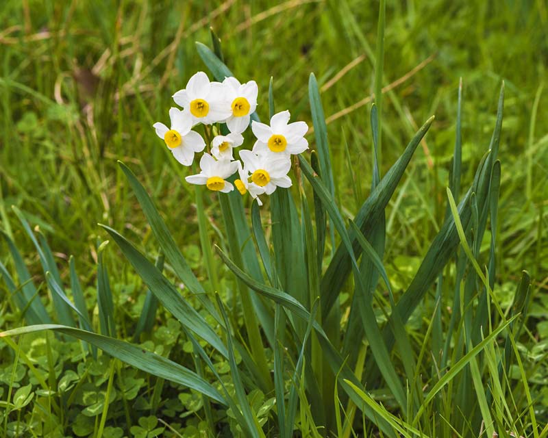 Narcissus tazetta - white and yellow flowers- photo by Christian Ferrer