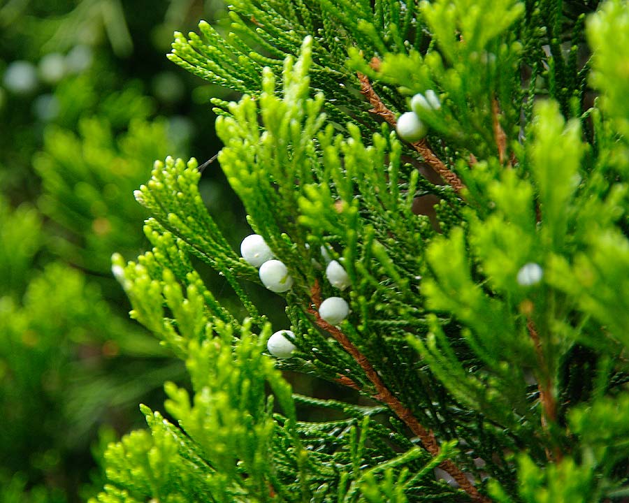 Juniperus chinensis 'Spartan'