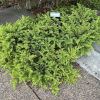 Juniperus chinensis 'Spartan' - prostrate variety