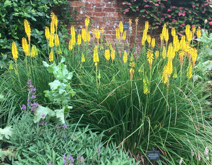 Kniphobia 'Sunningdale Yellow' - erect flower spikes great addition to garden borders