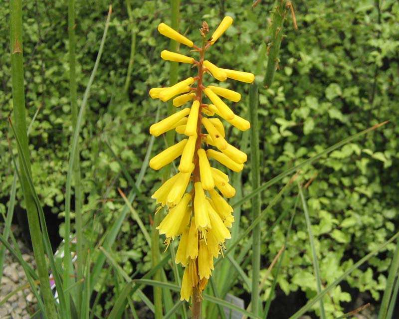 Kniphofia hybrid Sunningdale Yellow