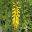 Kniphofia hybrid Sunningdale Yellow