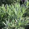 Lavandule stoechas 'Avonview' - grey green linear leaves with a recurved margin