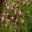 Lavandula stoechas ssp Stoechas 'Rosea Kew Red'