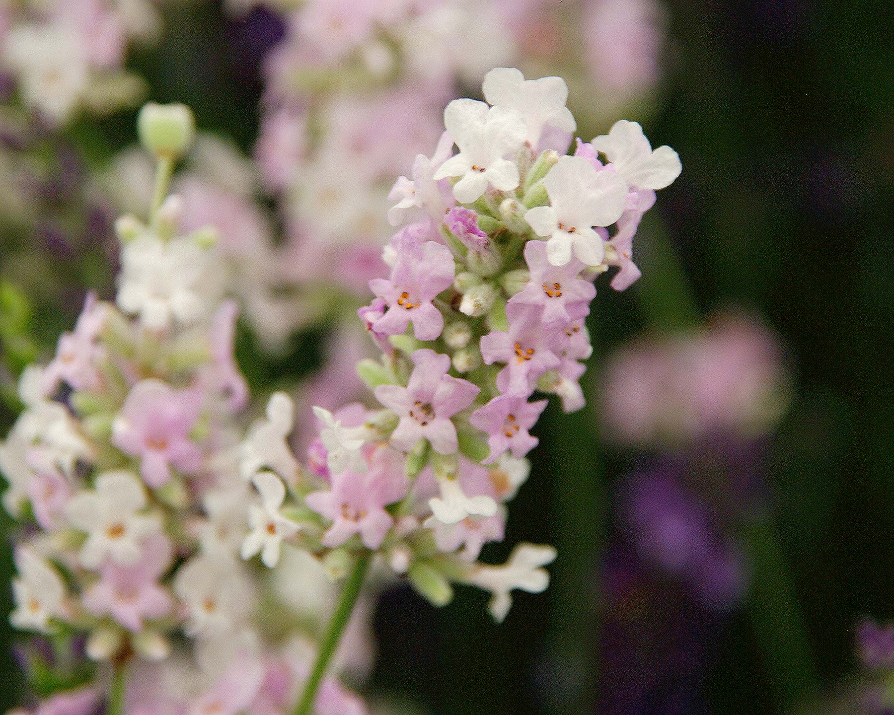 Lavandula angustifolia - new variety 'Hidcote Pink' has a flower spike of pink and white flowers