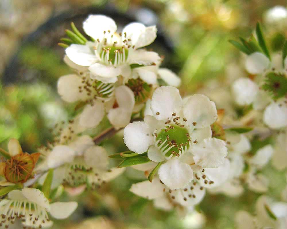 Leptospermum flavescens Cardwell