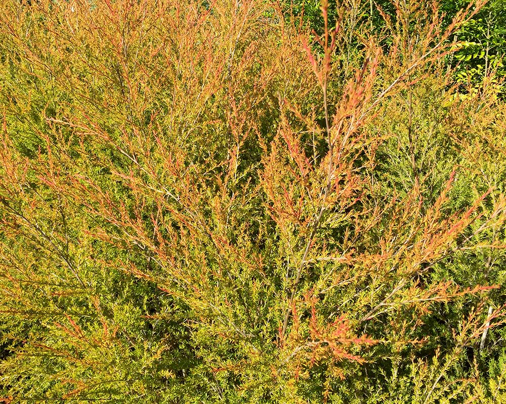 The new pink-orange foliage Leptospermum flavescens 'Cardwell'