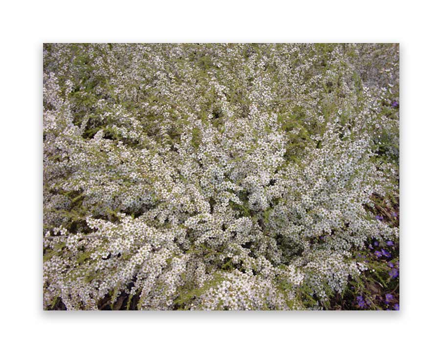 Leptospermum flavescens Cardwell