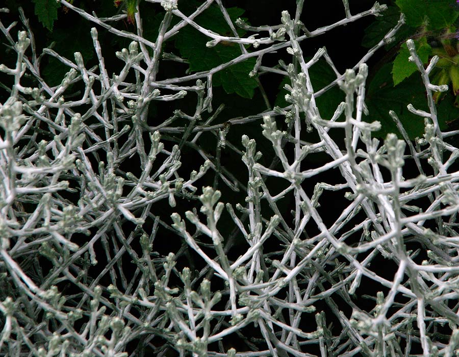 The silver grey foliage of Leucophyta brownii 'Silver Nugget'