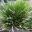 Liriope giganteum Evergreen Giant board strap-like leaves