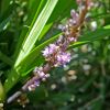 Liriope spicata - violet brown stems and pale violet flowers