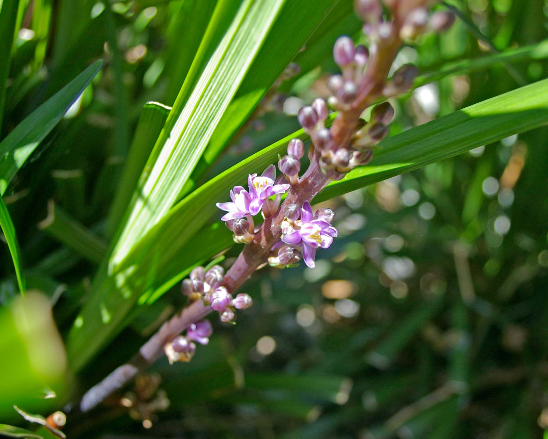 Liriope spicata - violet brown stems and pale violet flowers